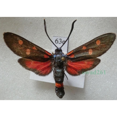 Zygaena ephialtes (Linnaeus, 1767) Kraśnik goryszowiec Poland63e